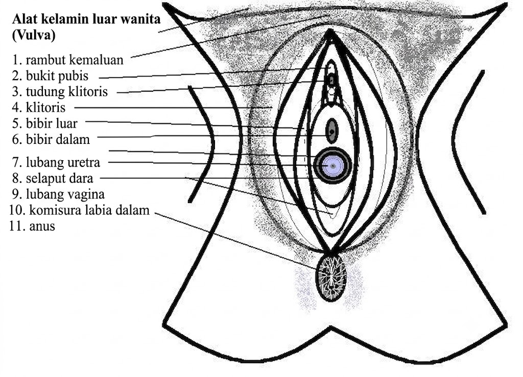 Diagram Anatomi Vulva